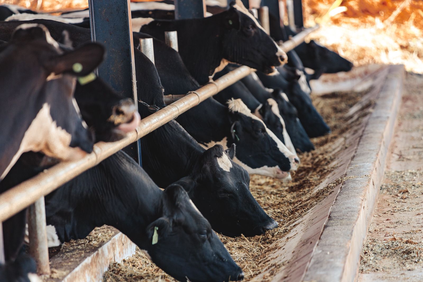 Nutrição para Gado de Leite
