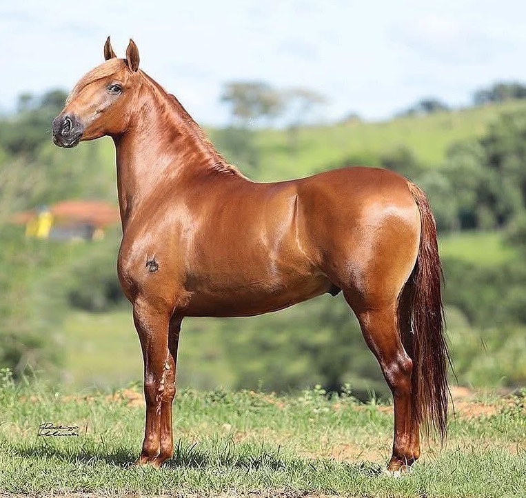 Linha Equinos Vereda