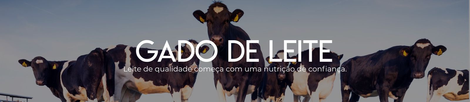 Gado de Leite
